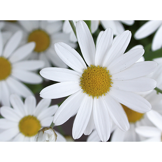 Logo-Topf mit Samen - teracotta - Margerite