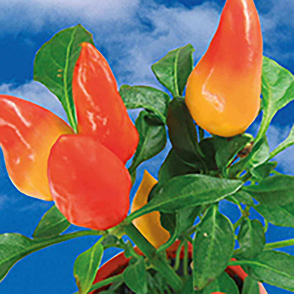 Pflanz-Cup mit Samen - Gewürzpaprika