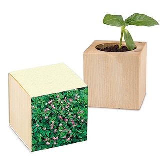 Pflanz-Holz mit Samen (Graspapier-Banderole) - Persischer Klee, 1 Seite gelasert