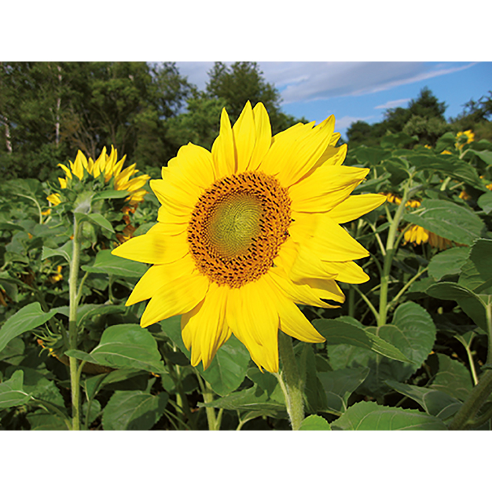 Pflanz-Holz Grande mit Samen - Sonnenblume